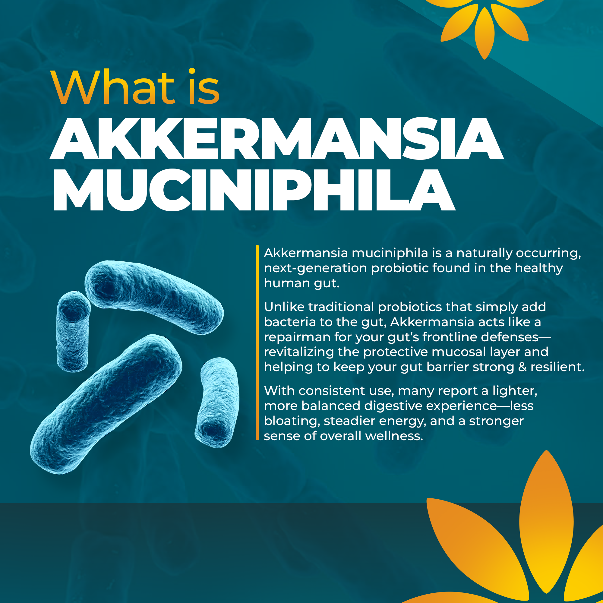 Akkermansia Probiotic Supplement - Promotes Digestive Comfort, Gut Lining & Microbiome Support - GLP-1 & Metabolic Wellness - Active Strain, 1 Billion AFUs - 30 Capsules