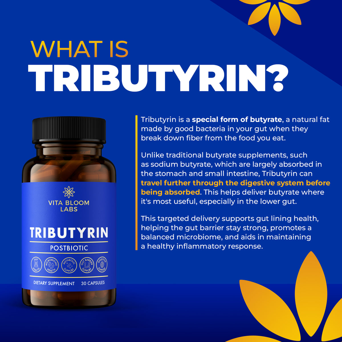 What is tributyrin infographic: a form of butyrate that travels further through the digestive system before being absorbed